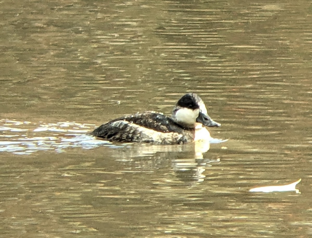 Gobbo della Giamaica - ML644492708