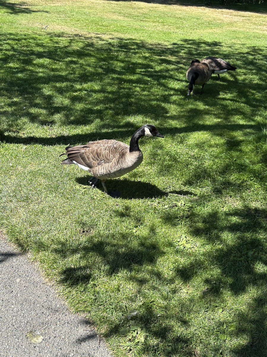 カナダガン - ML644492709