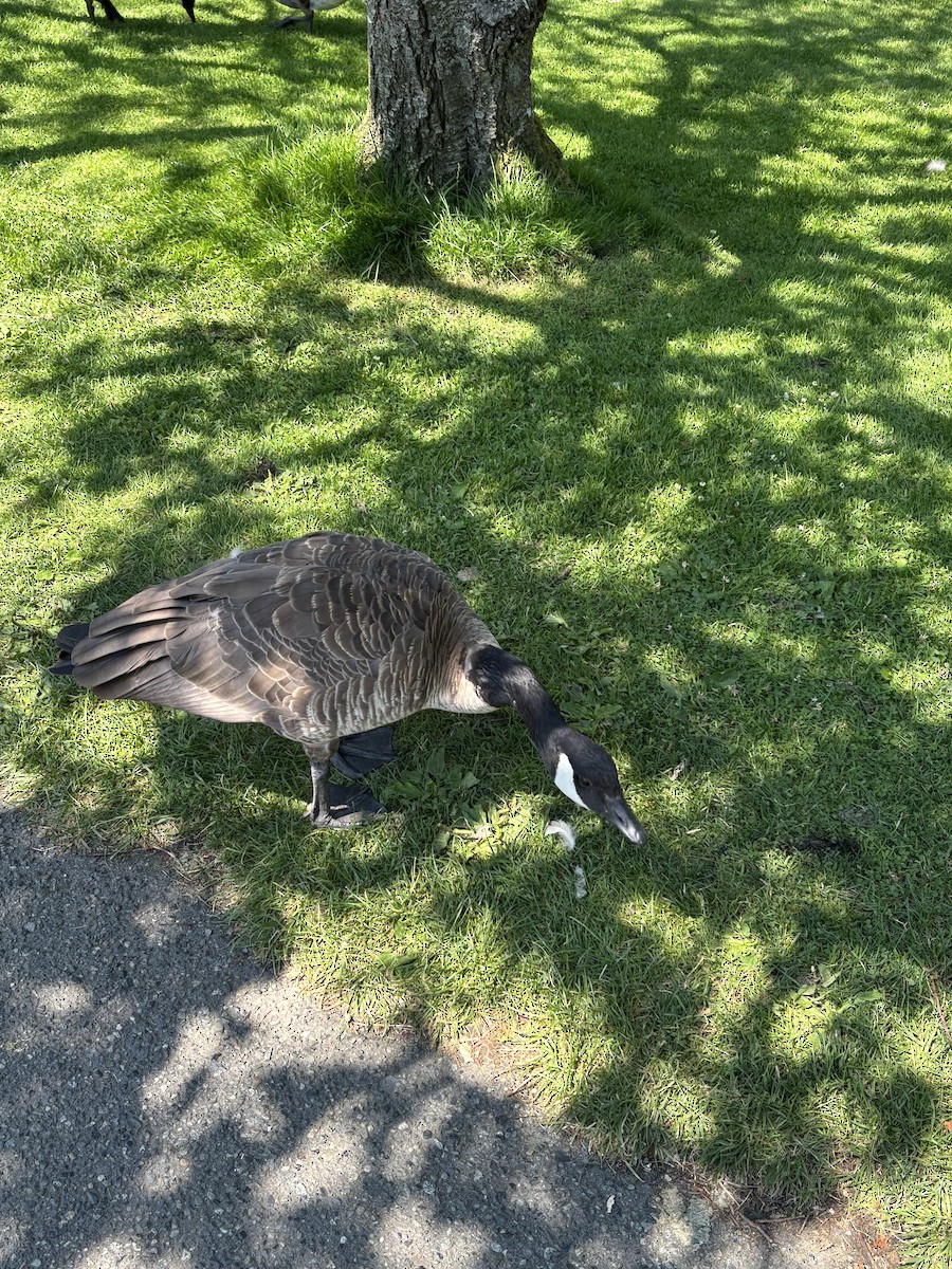 カナダガン - ML644492710