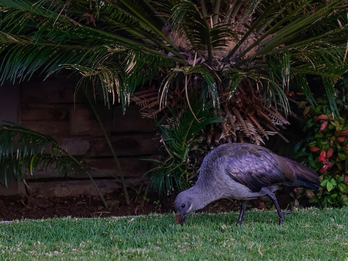 hadadaibis - ML644492716