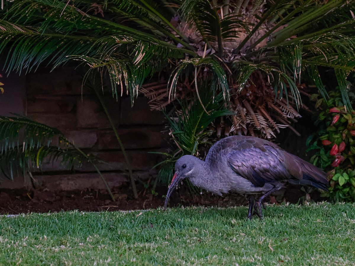 hadadaibis - ML644492717