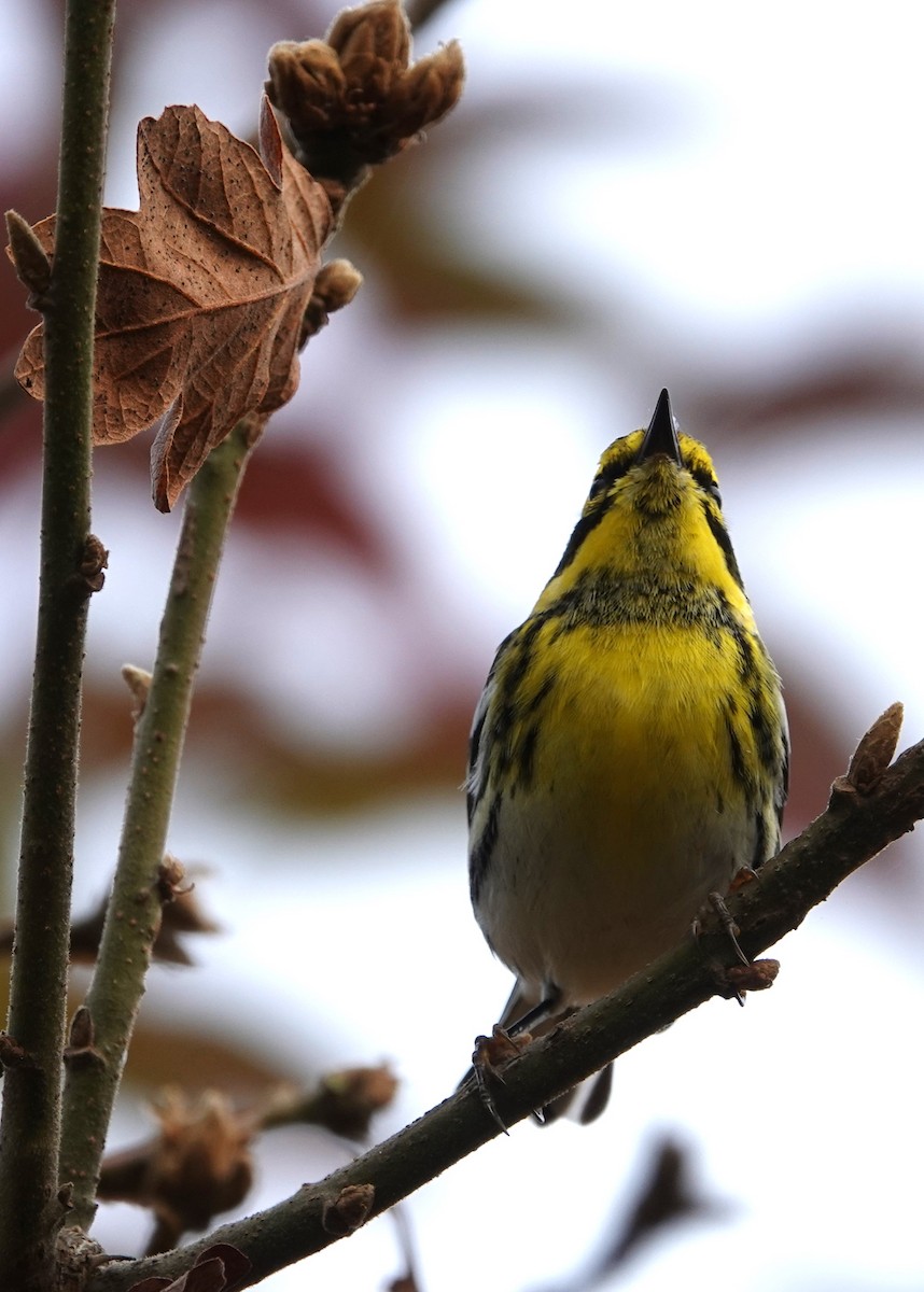 granparula - ML644492724