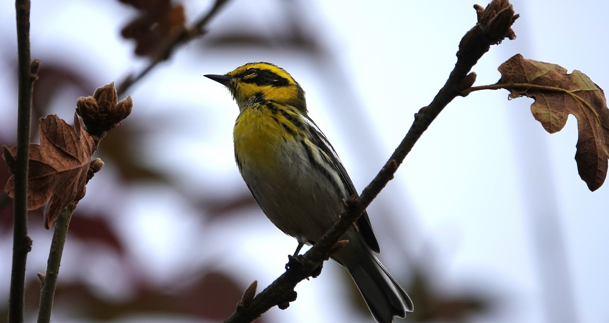 granparula - ML644492725