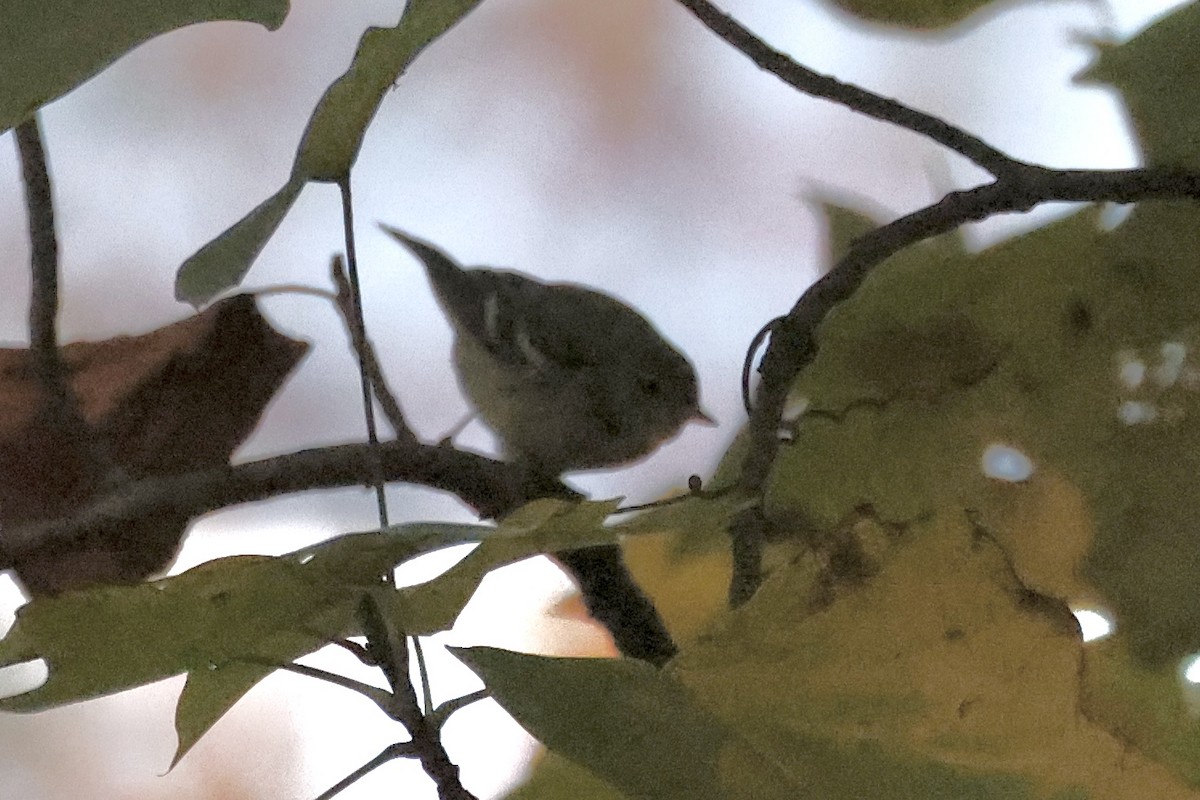 Blackpoll Warbler - ML644492735
