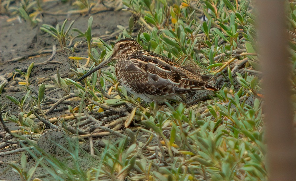 Common Snipe - ML644492741
