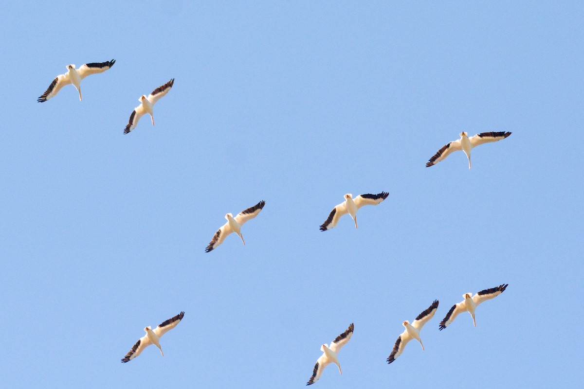 American White Pelican - ML644492763