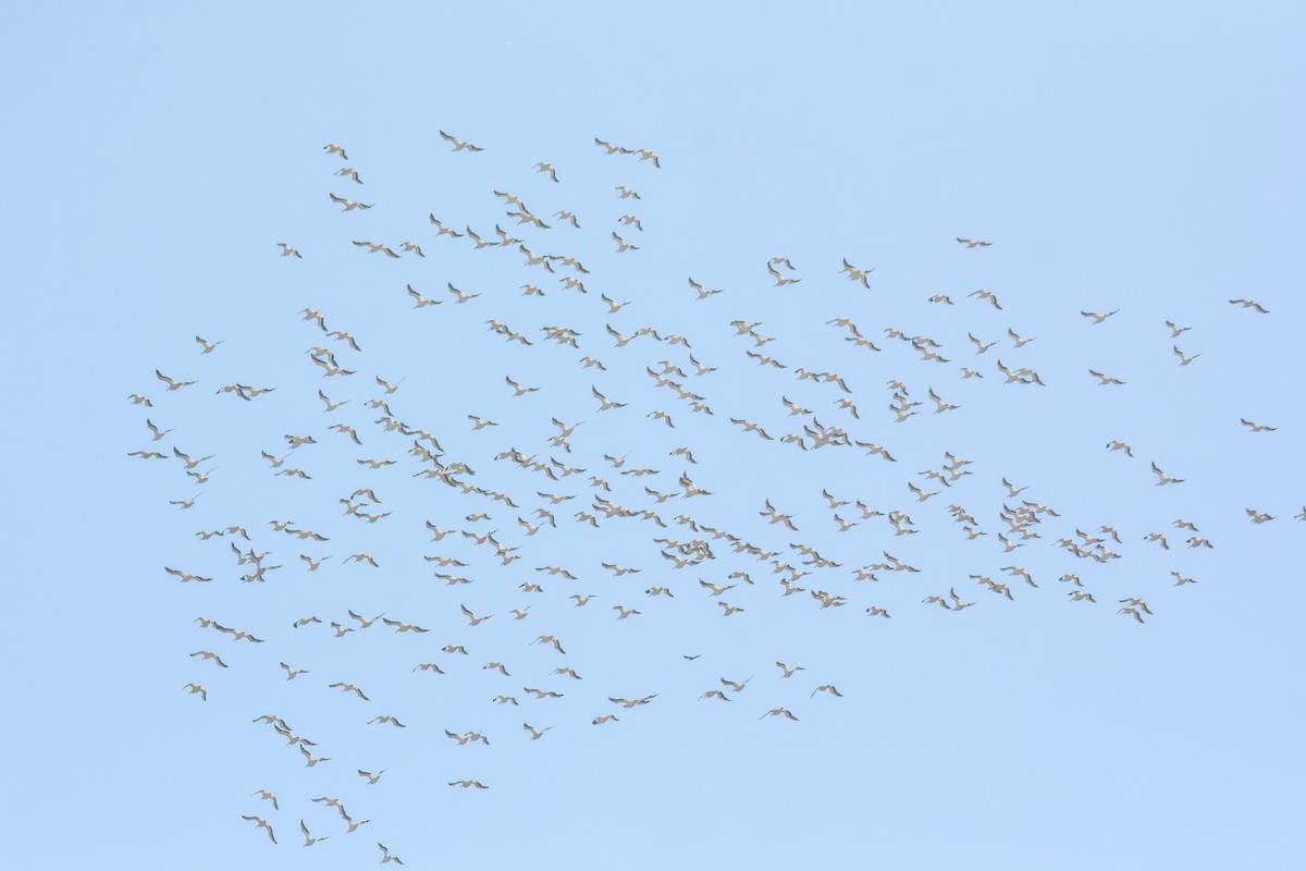 American White Pelican - ML644492764