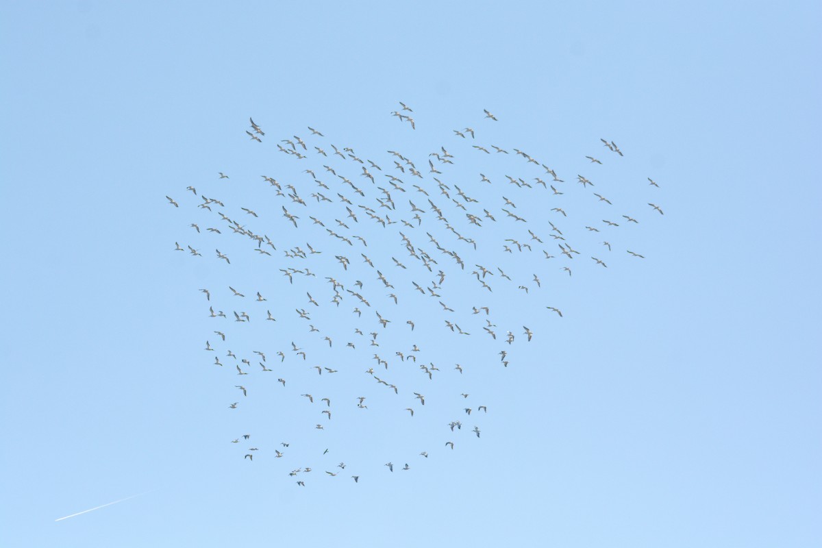American White Pelican - ML644492765
