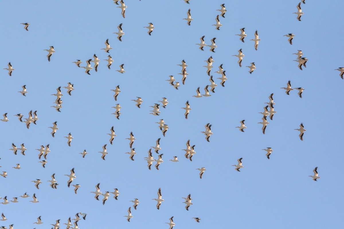 American White Pelican - ML644492766