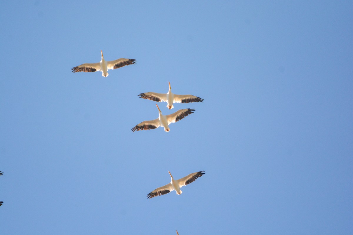 American White Pelican - ML644492767