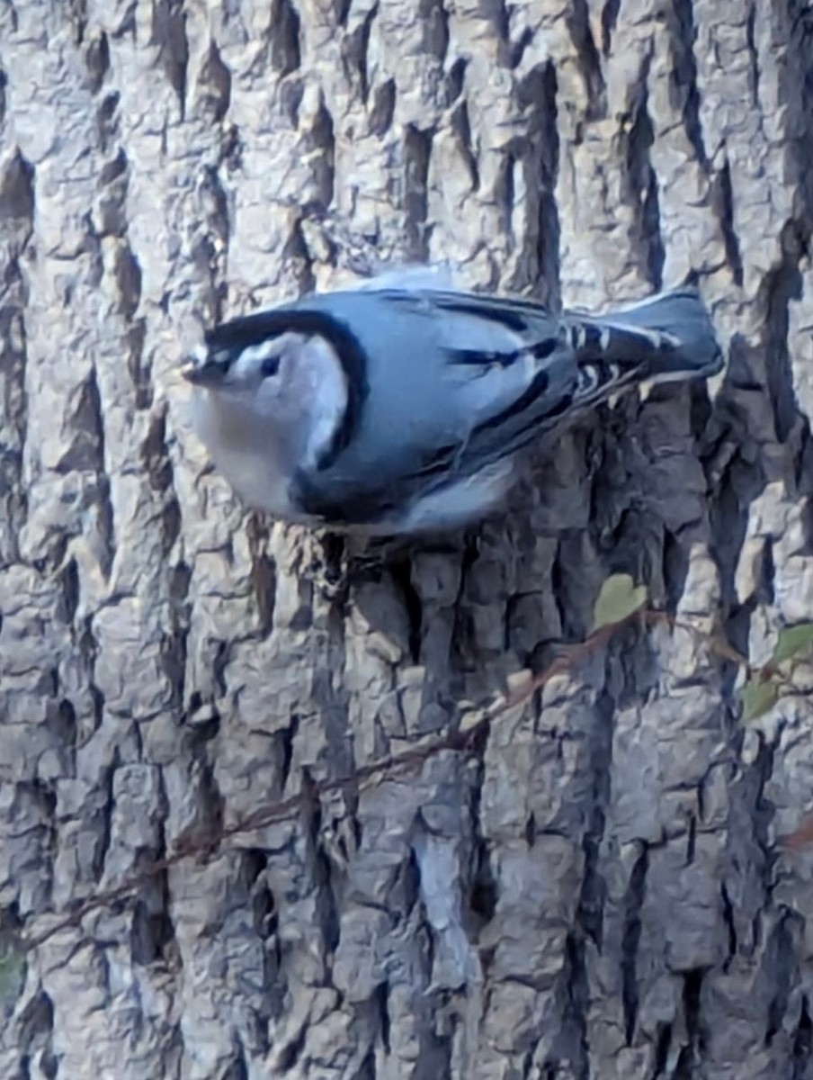White-breasted Nuthatch - ML644492768