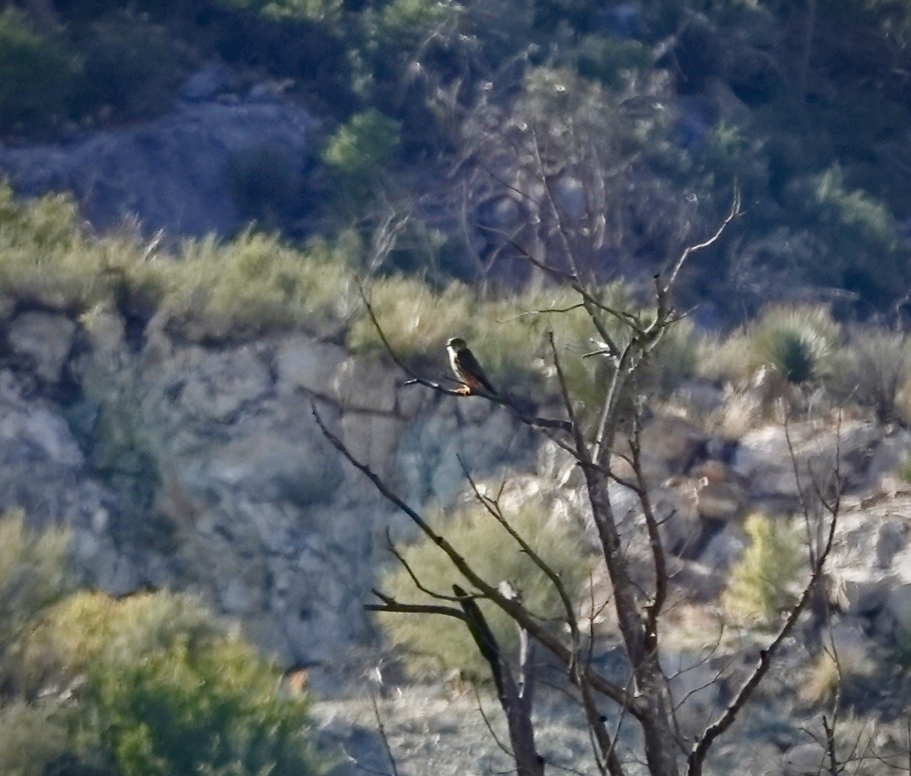 Merlin - ML644492769