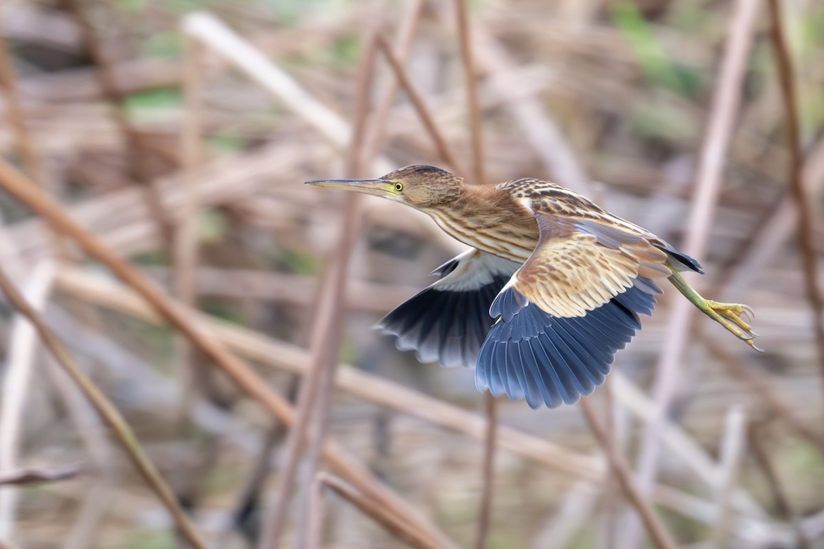Blongios de Chine - ML644492771