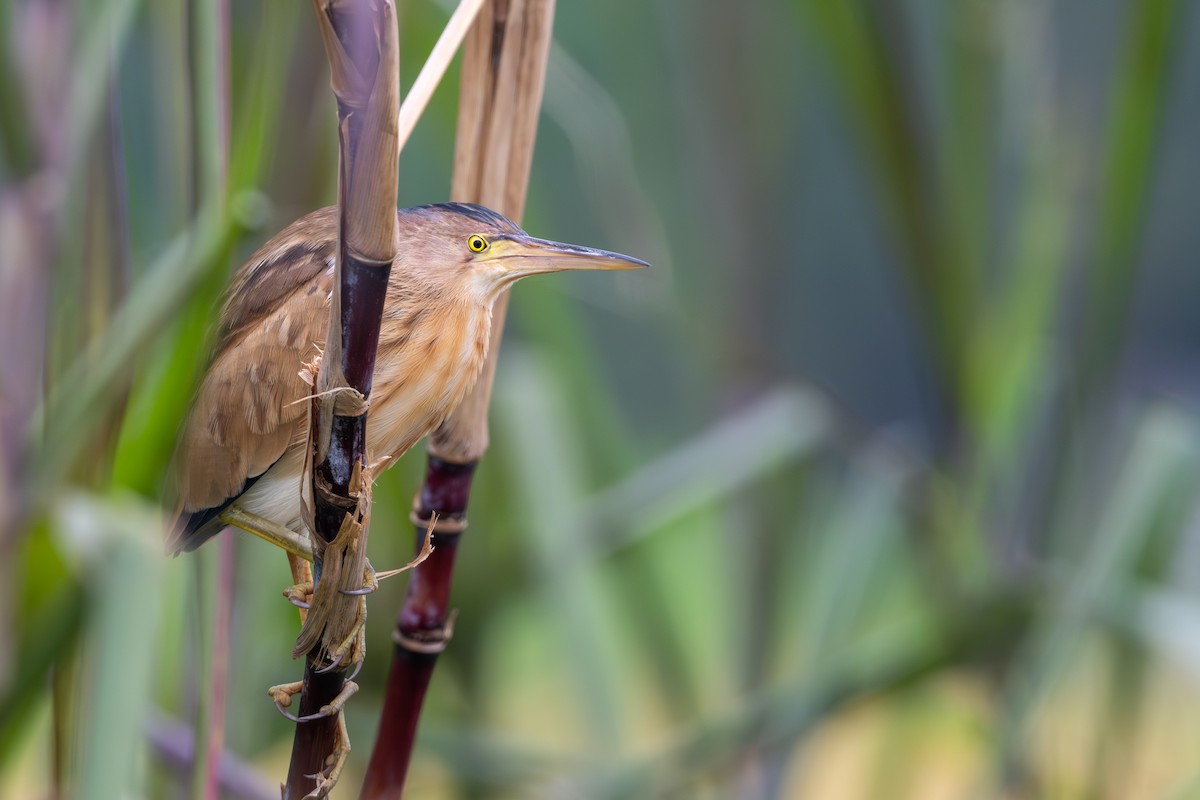 Blongios de Chine - ML644492772
