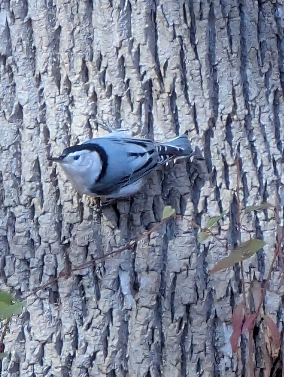 White-breasted Nuthatch - ML644492774