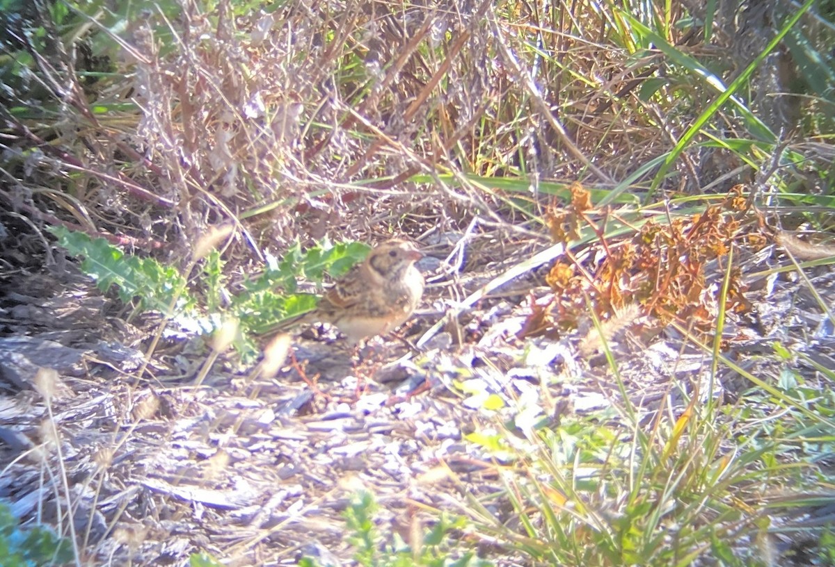 Lapland Longspur - ML644492804
