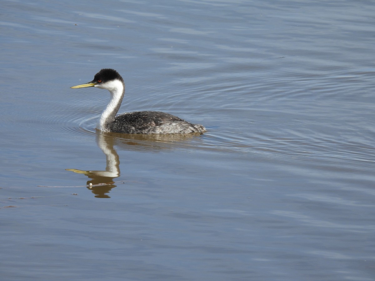 クビナガカイツブリ - ML644492812