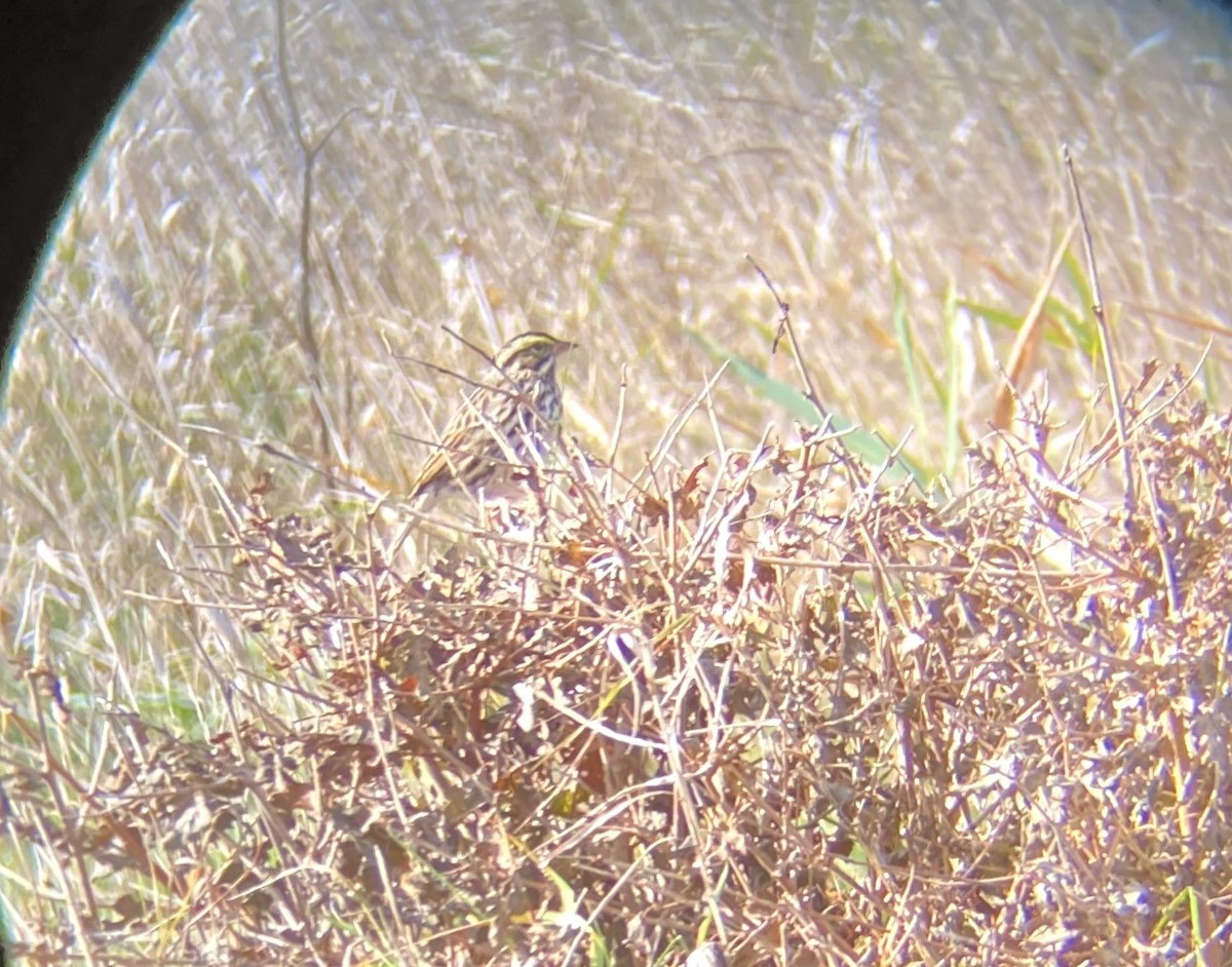 Savannah Sparrow - ML644492817