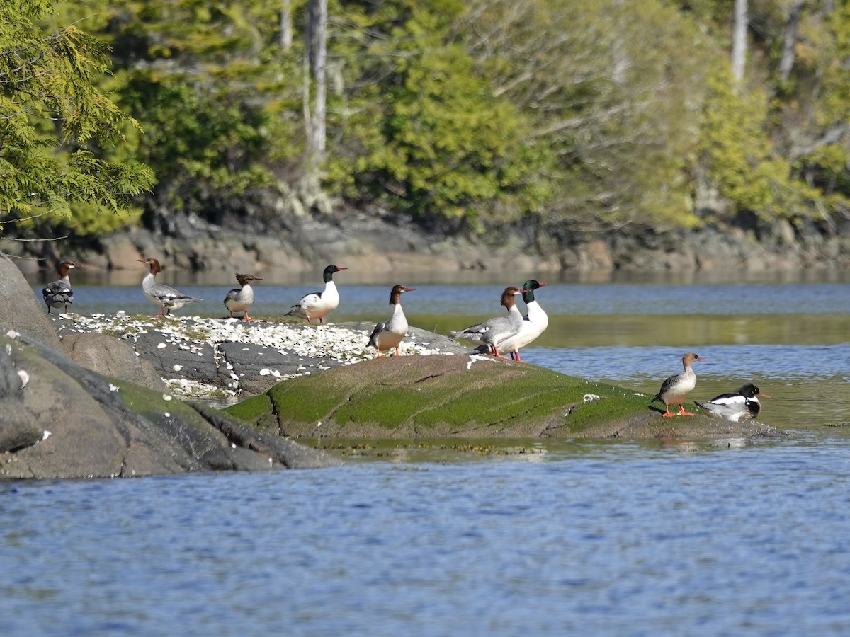 Grand Harle - ML644492822