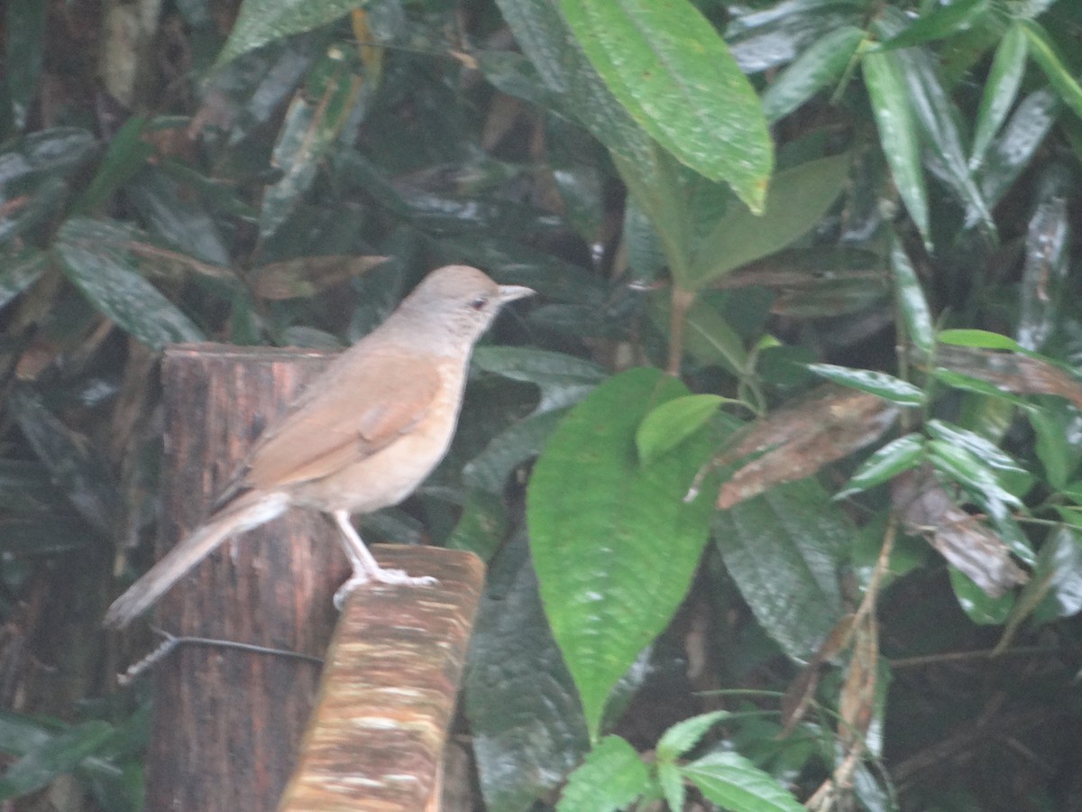 Fahlbrustdrossel - ML644492825