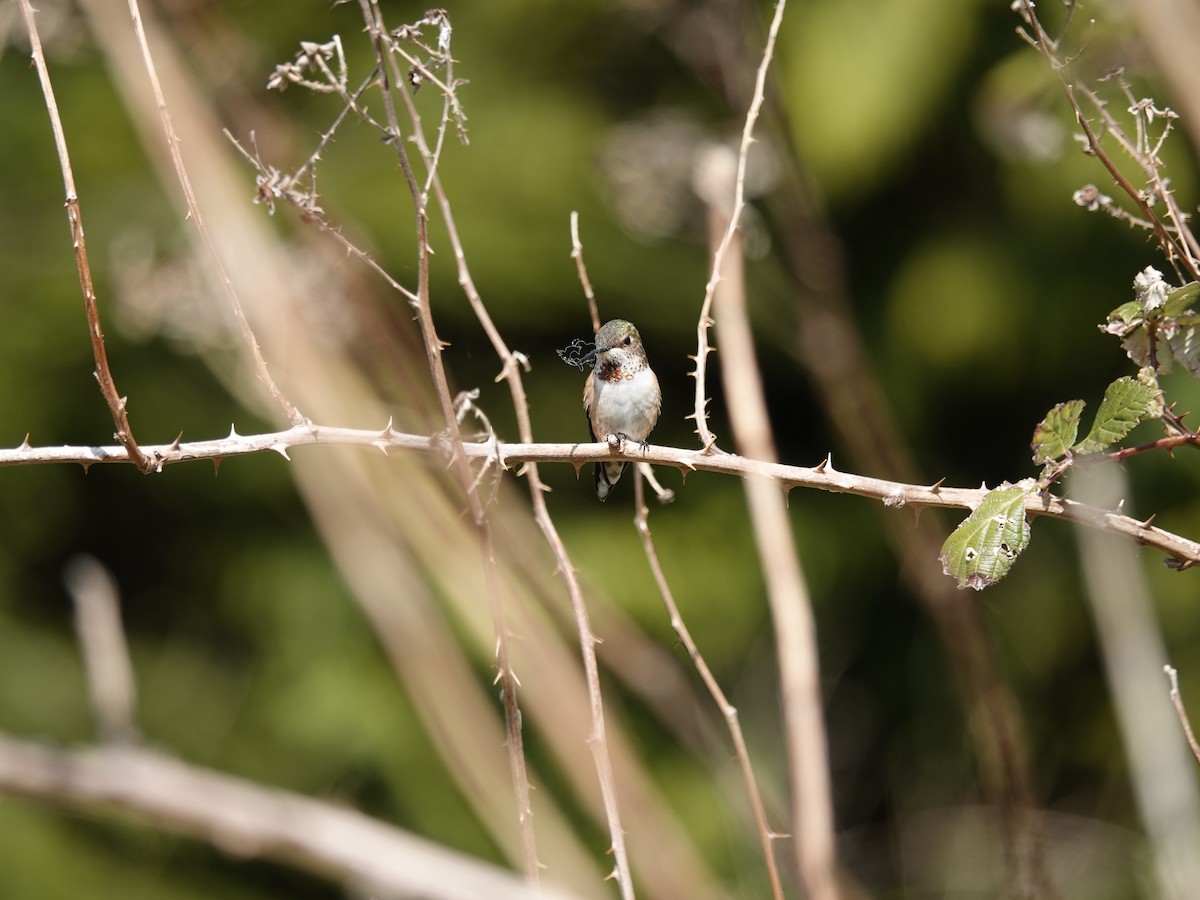 Colibri roux - ML644492826