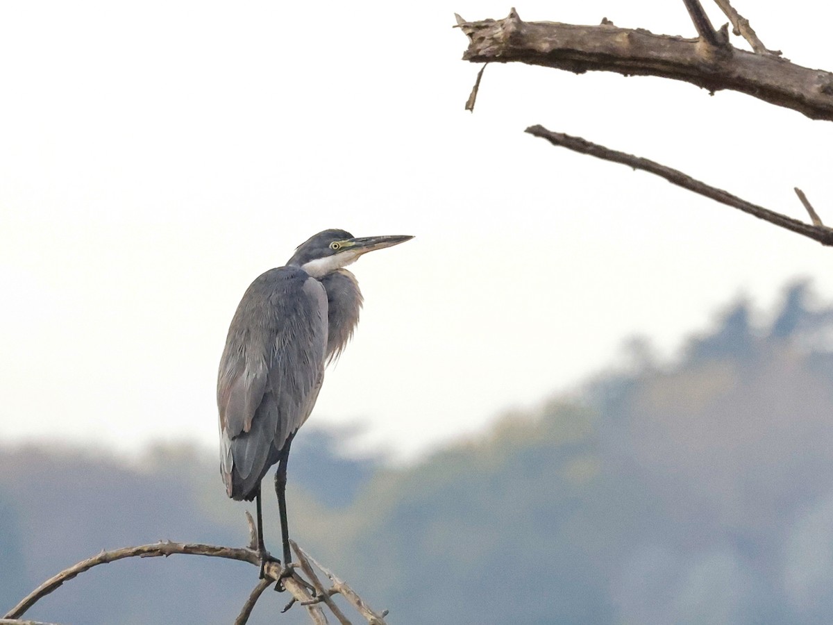 Black-headed Heron - ML644492828