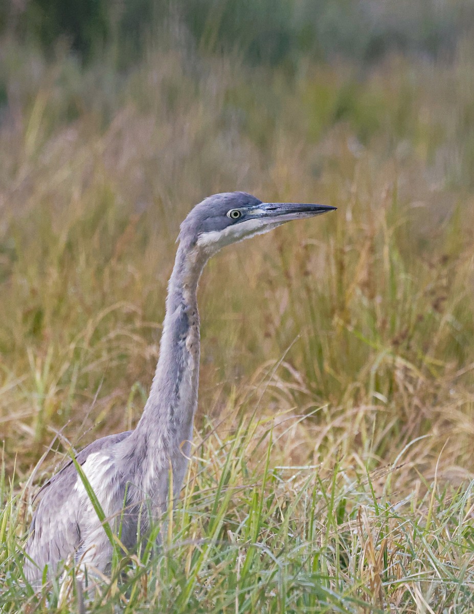 Black-headed Heron - ML644492829