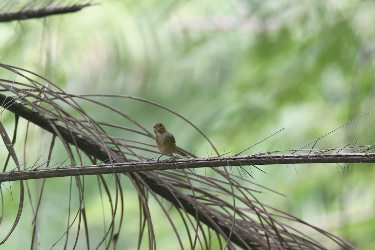 Indigo Bunting - ML644492842