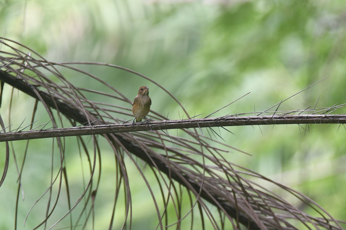 Indigo Bunting - ML644492845
