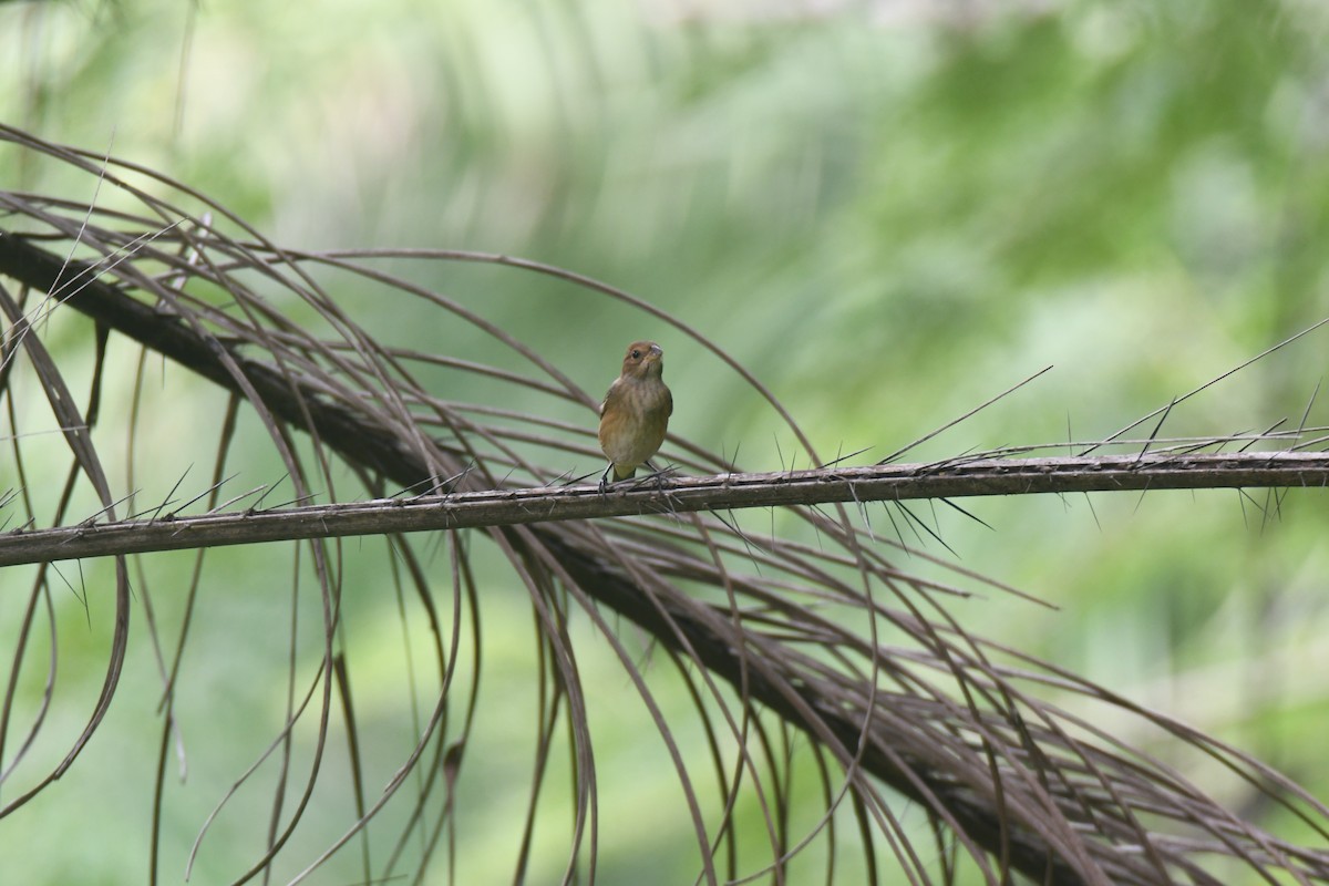 Indigo Bunting - ML644492847