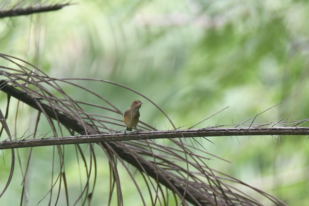 Indigo Bunting - ML644492850