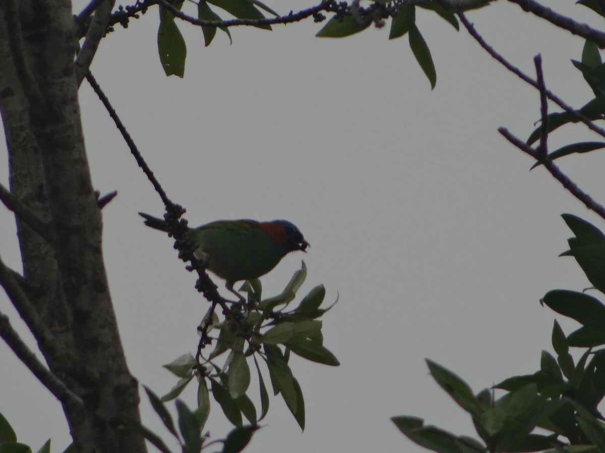 Tangara Militar - ML644492853