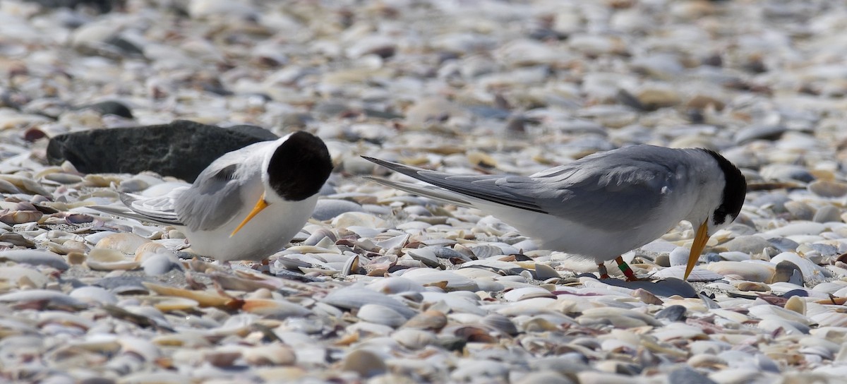 Australian Fairy Tern - ML644492855