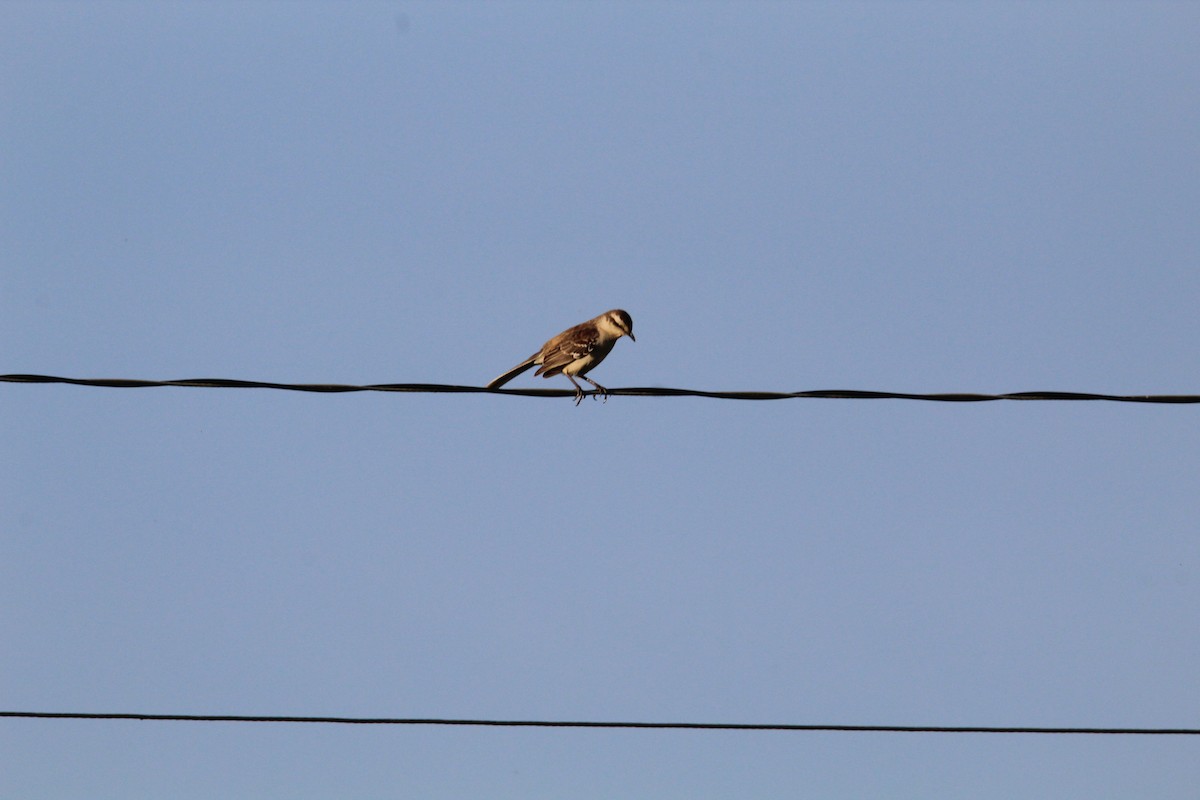 マミジロマネシツグミ - ML644492861