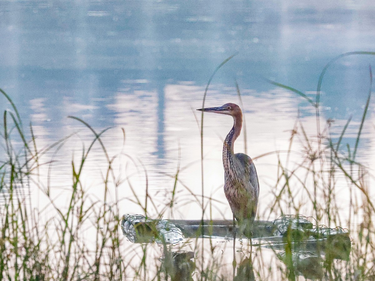 Goliath Heron - ML644492876