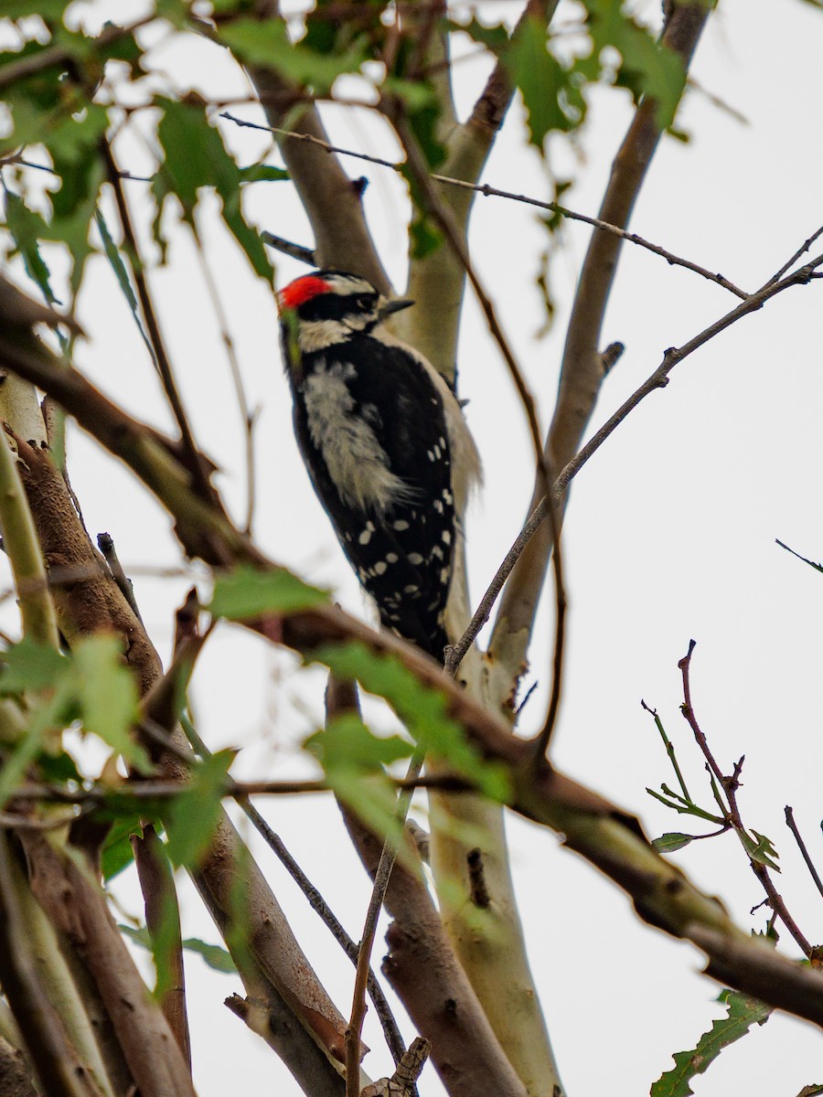 dunspett - ML644492883