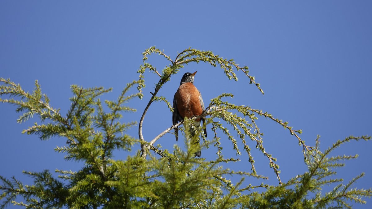 Merle d'Amérique - ML644492895