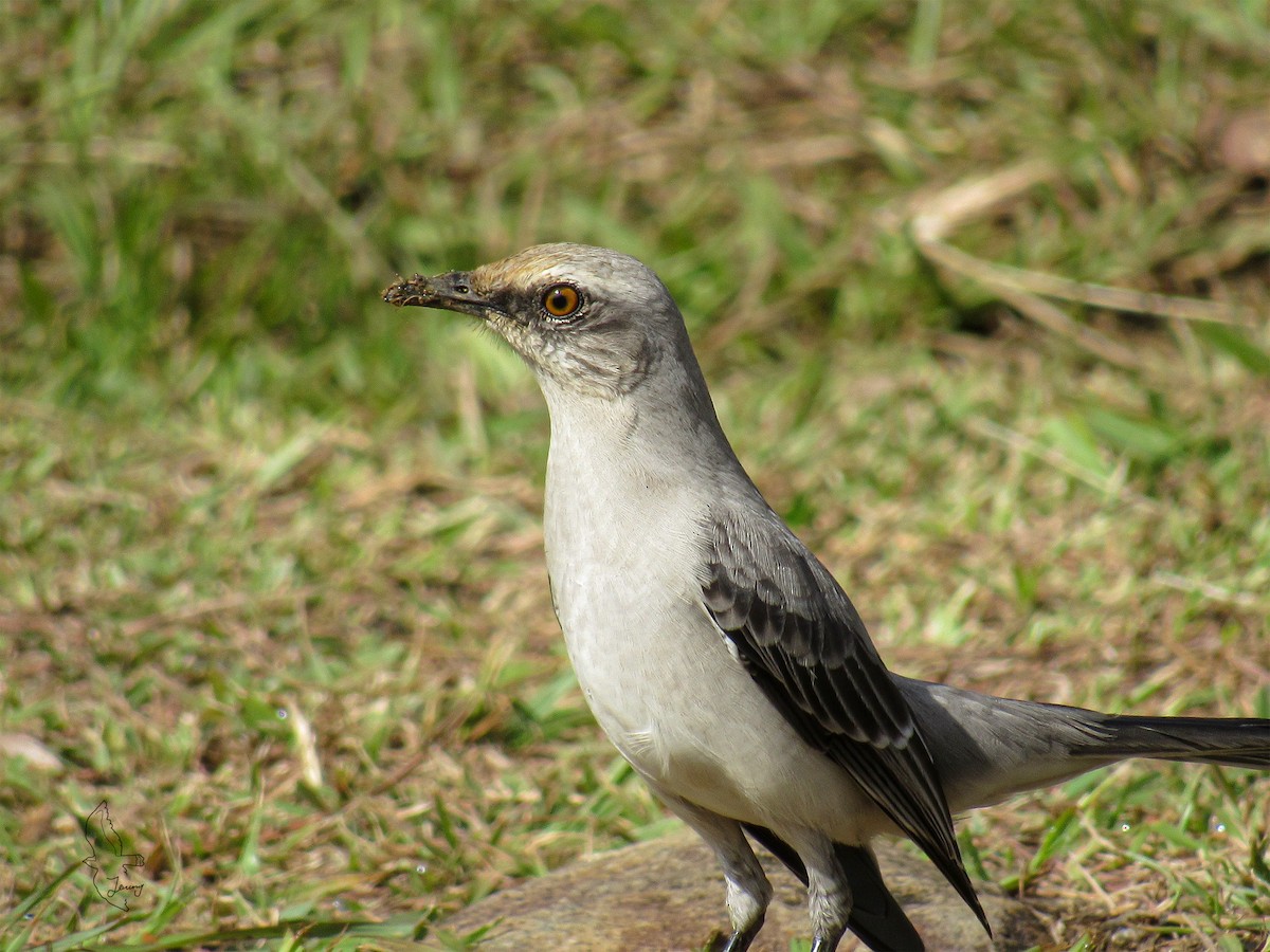 Tropenspottdrossel - ML644492897