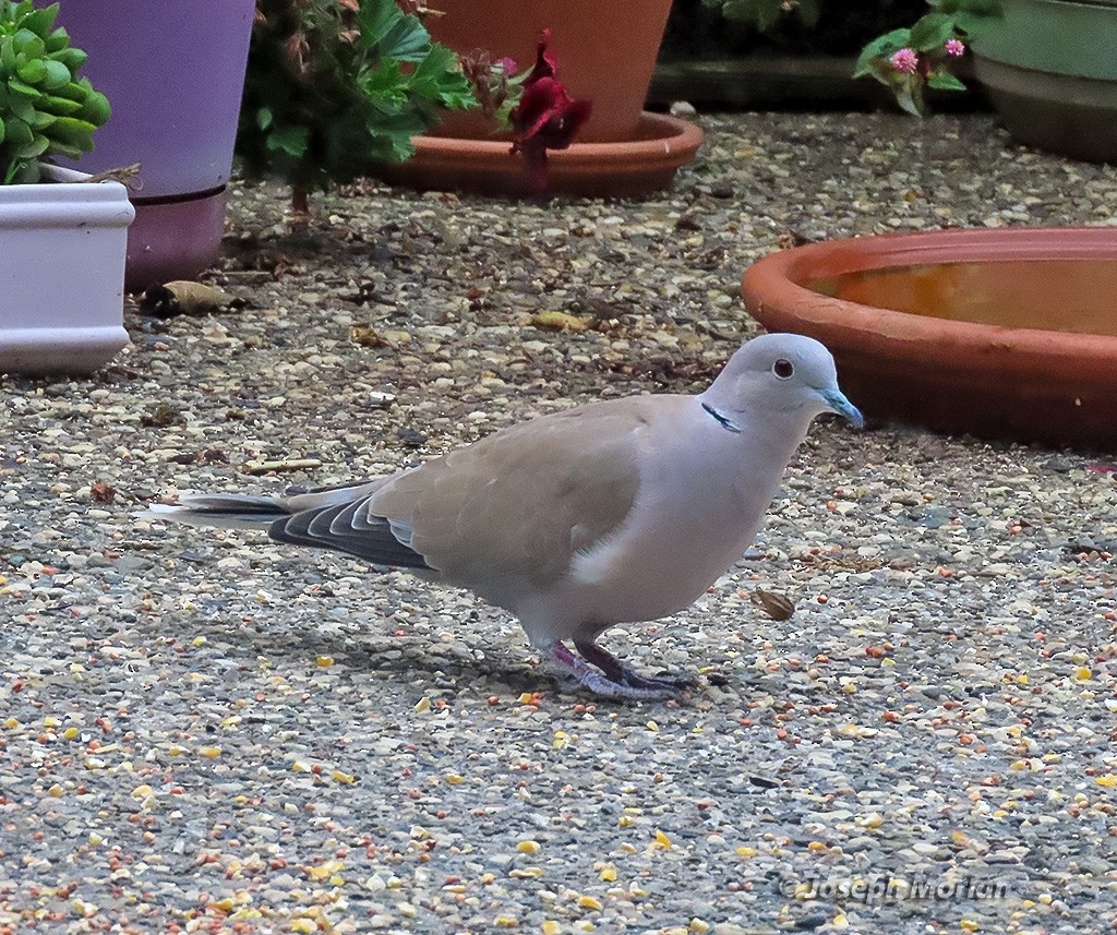 tyrkerdue - ML644492904