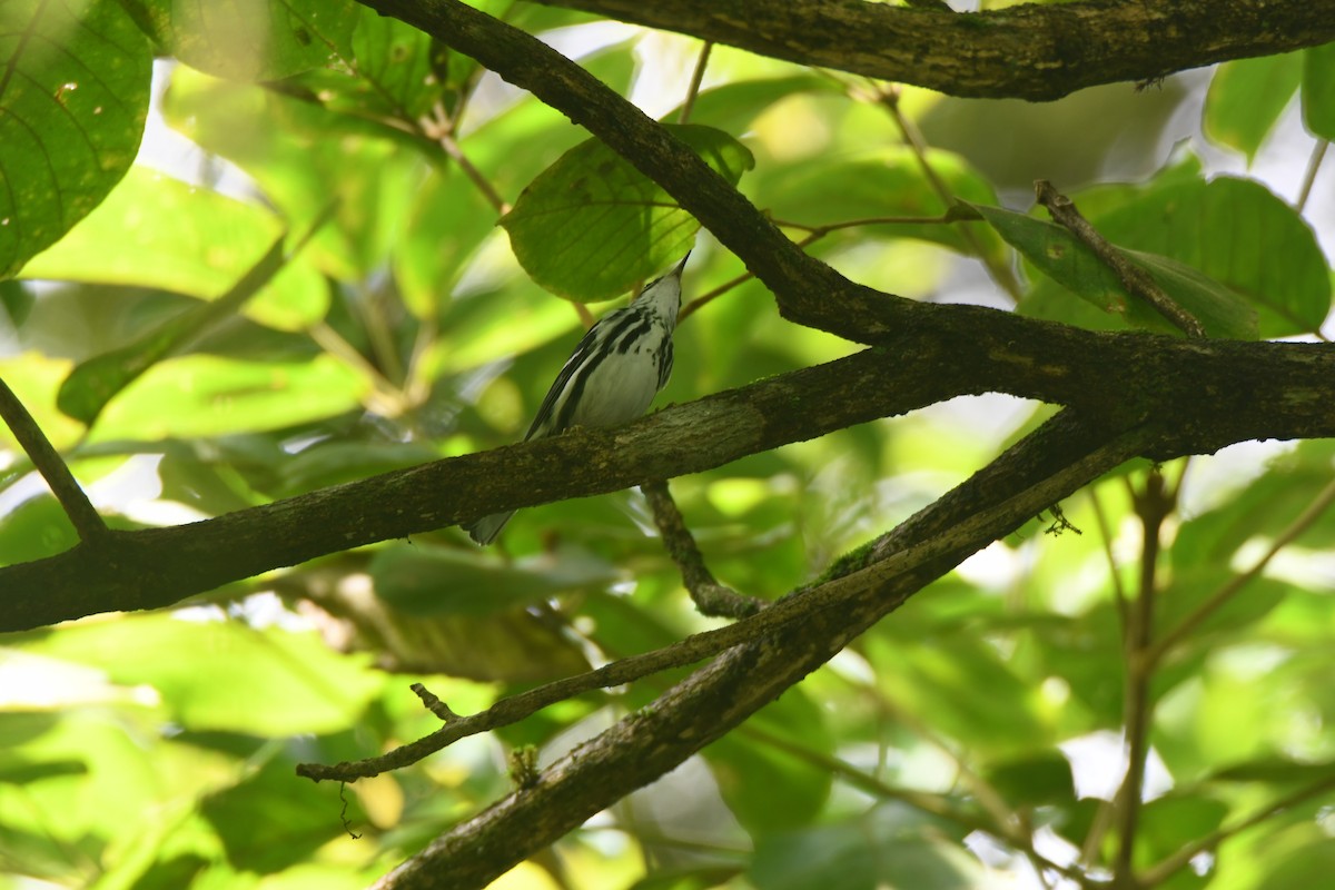 Black-and-white Warbler - ML644492906