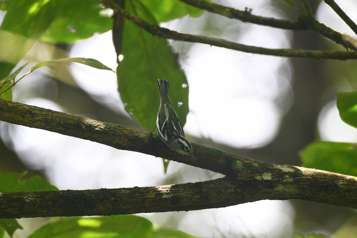 Black-and-white Warbler - ML644492907