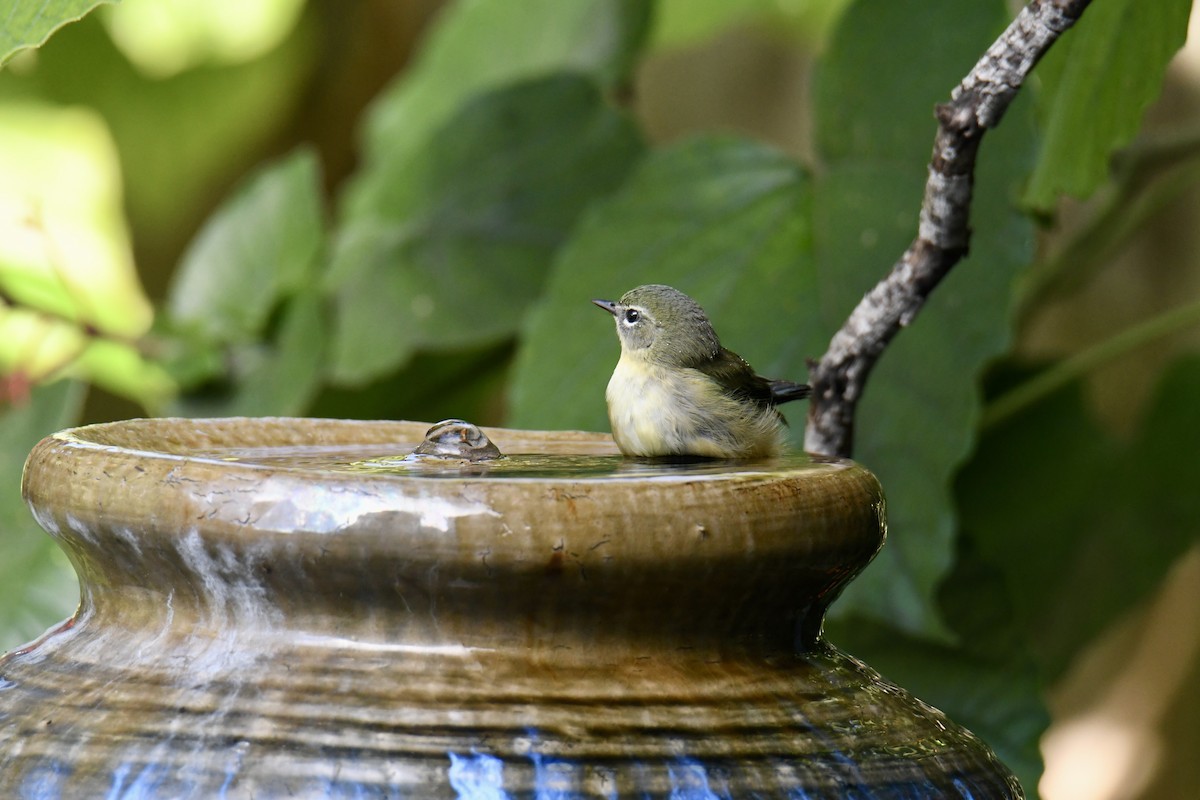Black-throated Blue Warbler - ML644492923