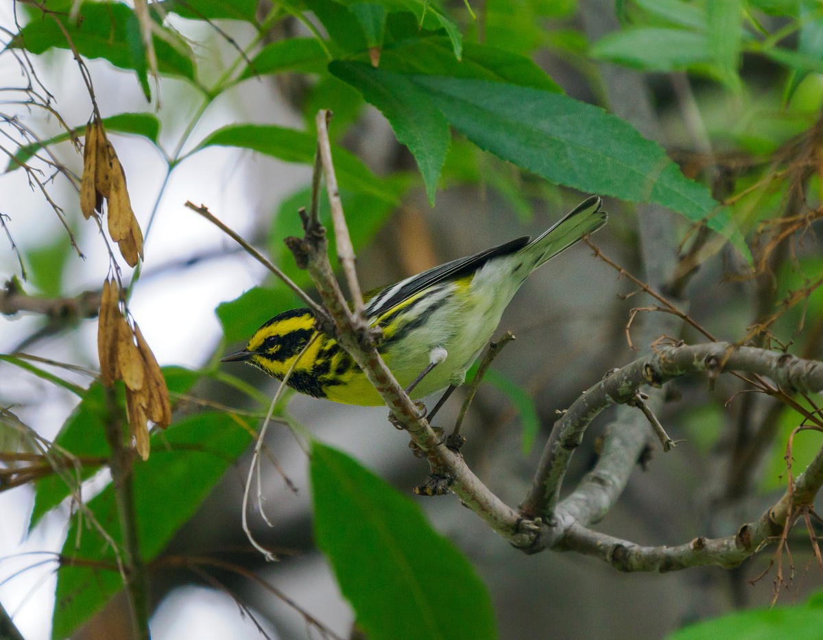 granparula - ML644492927