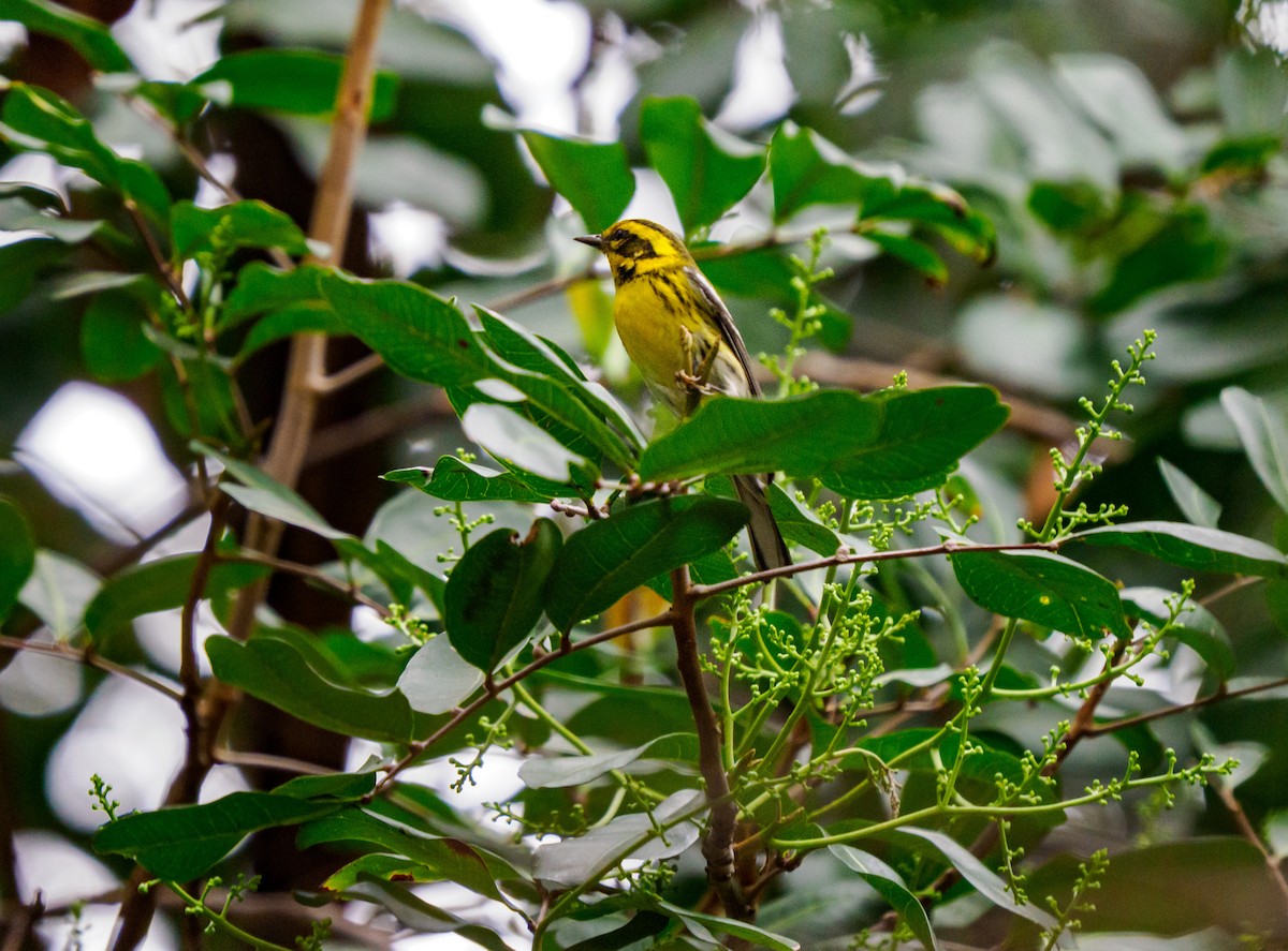 granparula - ML644492928