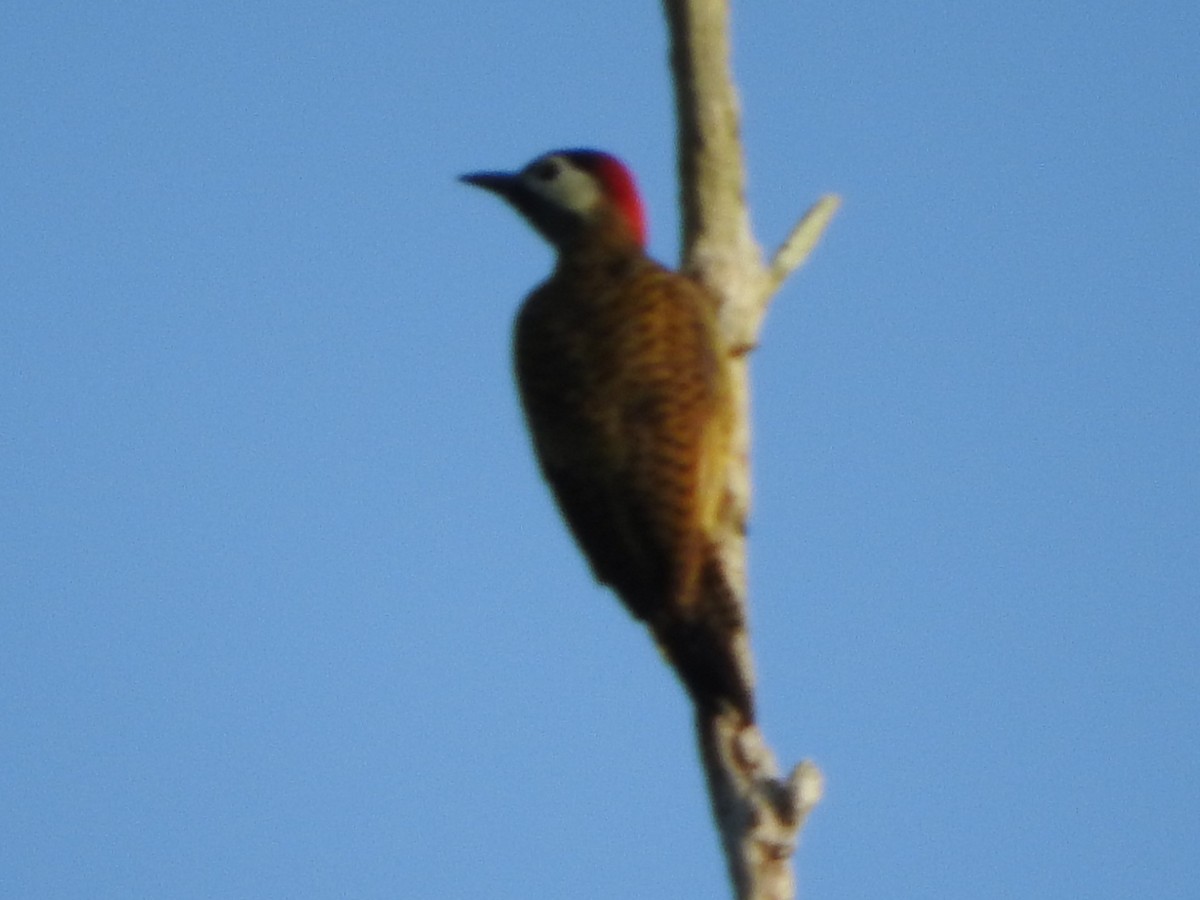 Spot-breasted Woodpecker - ML644492932