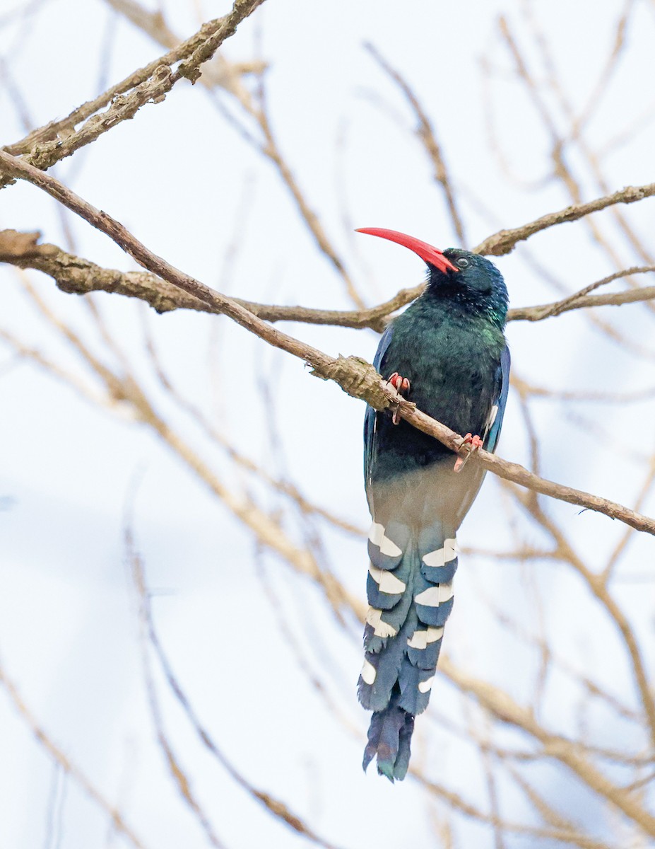 Слотняк пурпуровий - ML644492933