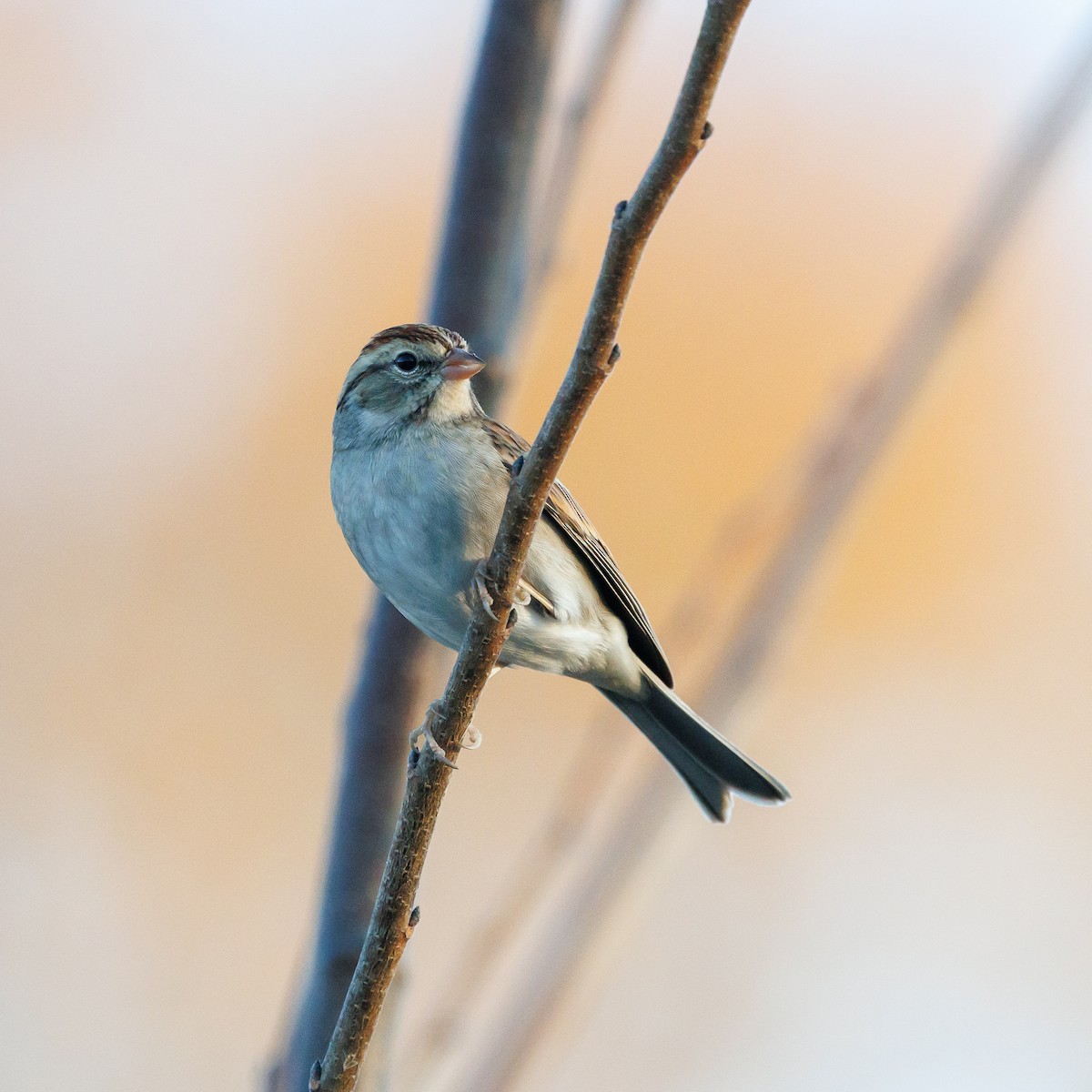 Chipping Sparrow - ML644492942