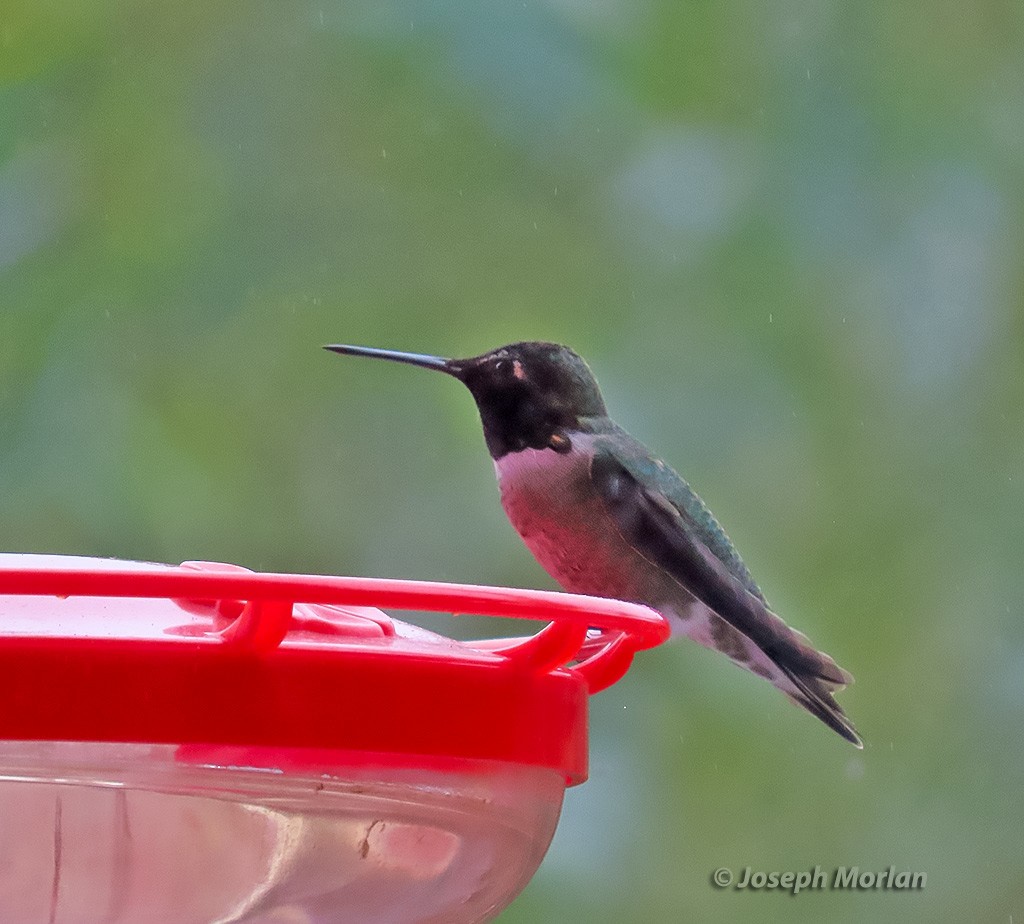 Anna's Hummingbird - ML644492944