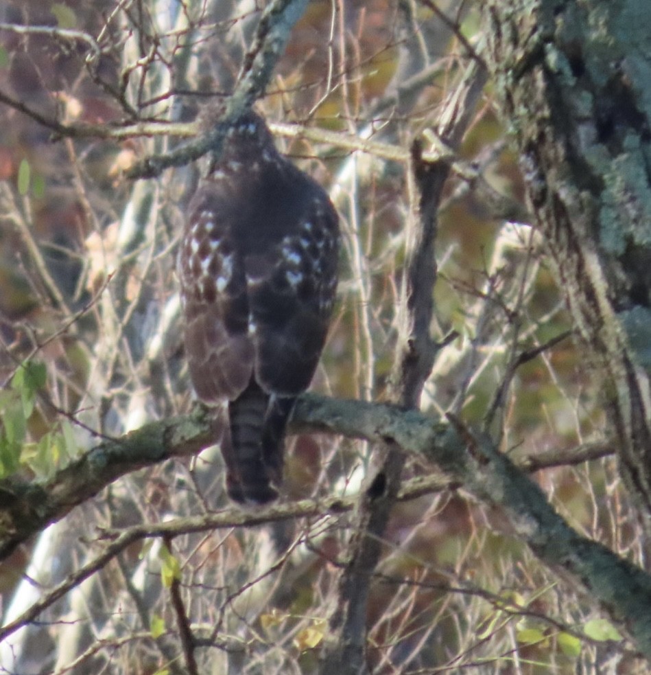 Red-tailed Hawk - ML644492946