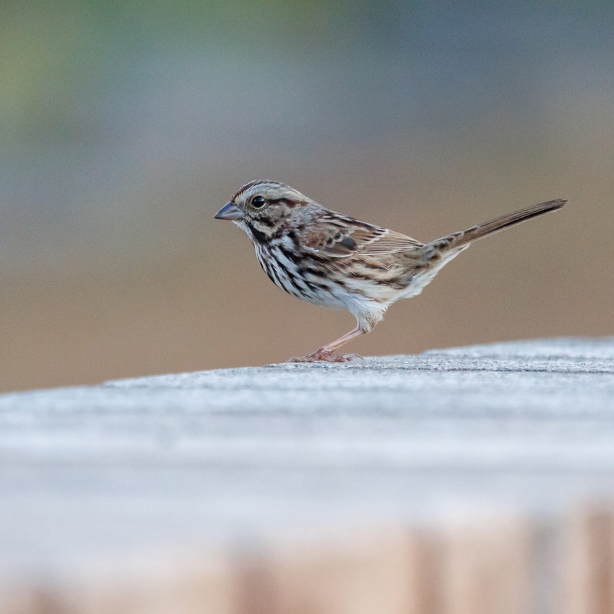 Song Sparrow - ML644492947